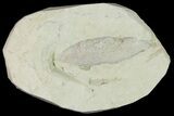 Miocene Fossil Leaf (Cinnamomum) - Augsburg, Germany #139265-1